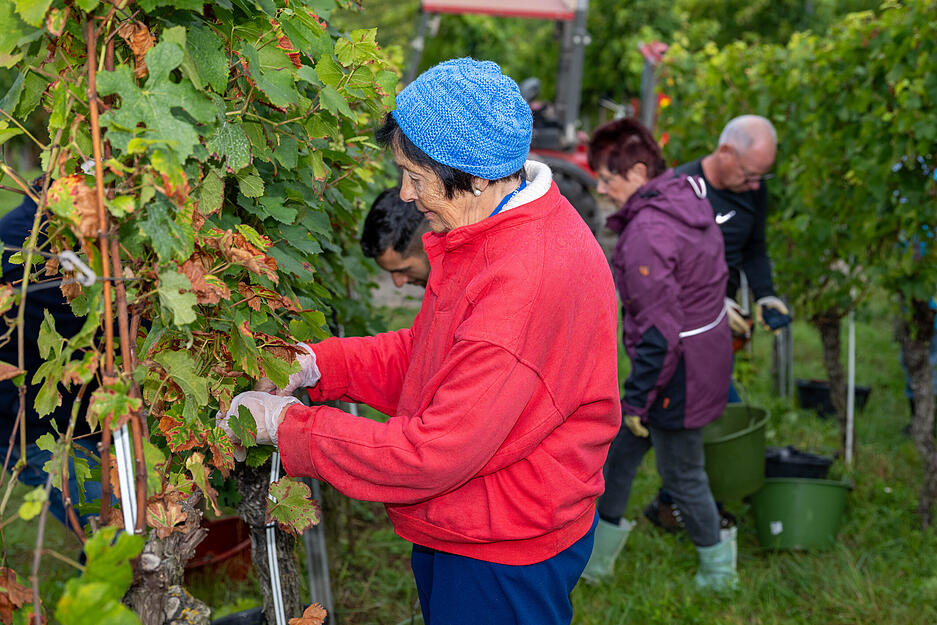 Konzentriert ernten die Helfer des Weingut Berthold die Trauben im Weinberg.