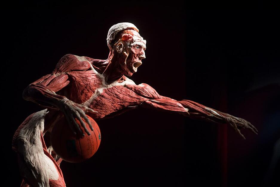 K&ouml;rperwelten-Ausstellung in Heidelberg