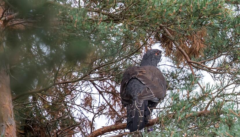 Das Auerhuhn ist vom Aussterben bedroht - nun gibt es Nachwuchs. (Archivbild) Das Auerhuhn ist vom Aussterben bedroht - nun gibt es Nachwuchs. (Archivbild)