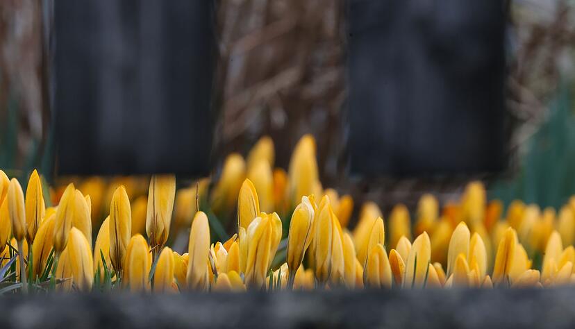 In Baden-Württemberg werden frühlingshafte Temperaturen erwartet. In Baden-Württemberg werden frühlingshafte Temperaturen erwartet.