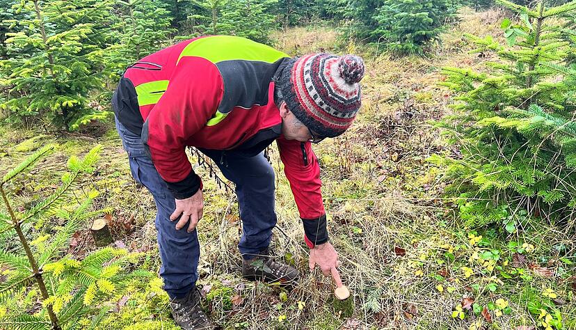 Frisch geschlagene B&auml;ume gibt es an diesem Samstag in Bad Rappenau. Ein Christbaum ist zw&ouml;lf 12 Jahre alt. F&ouml;rster Claus Schall kann das Alter an den Jahresringen ablesen.