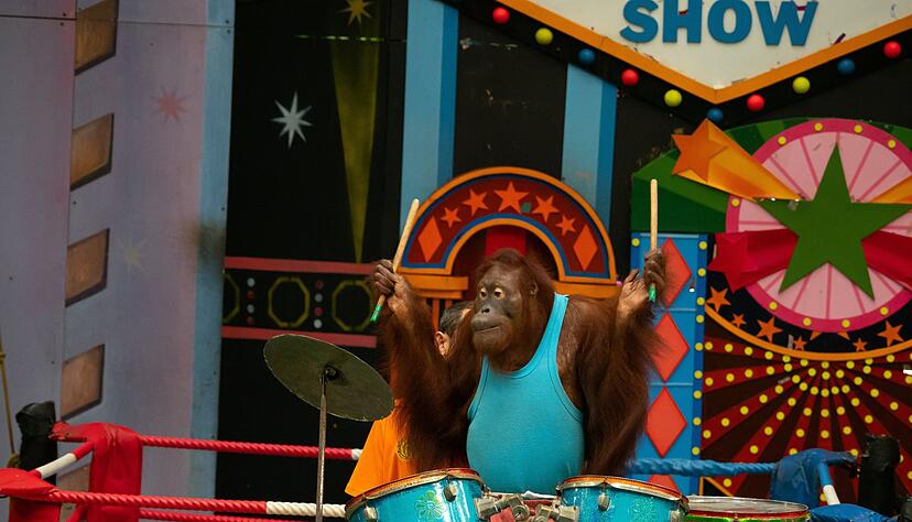 Am 19. August ist Welt-Orang-Utan-Tag. Am 19. August ist Welt-Orang-Utan-Tag.