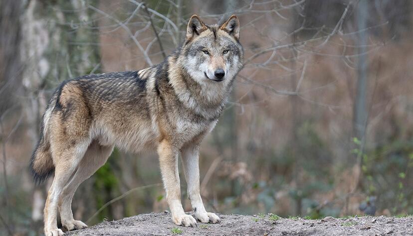 Ein Wolf steht in seinem Gehege im Tierpark. In freier Wildbahn werden Nachweise in Baden-Württemberg häufiger. Ein Wolf steht in seinem Gehege im Tierpark. In freier Wildbahn werden Nachweise in Baden-Württemberg häufiger.