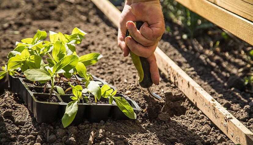 Mit einfachen Tricks wird der Garten pflegeleichter &ndash; und die Ernte umso besser.