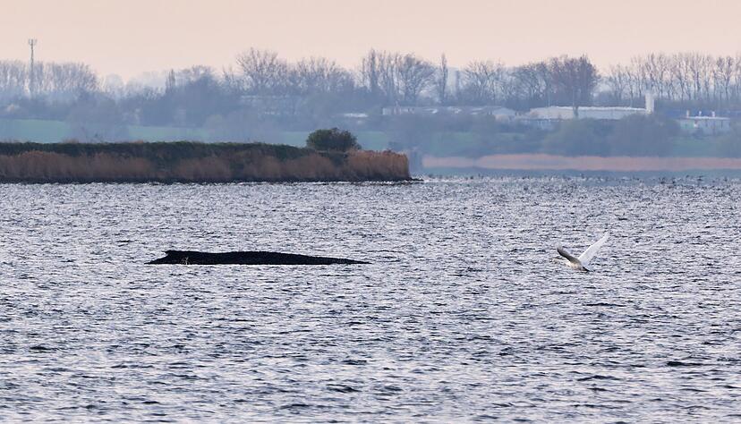 Auch am Freitagmorgen bleibt die Lage des vor der Insel Poel gestrandeten Buckelwals unver&auml;ndert. (Symbolbild)