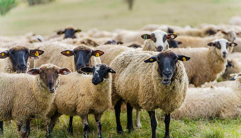 Der Sch&auml;fer brachte die Schafe schlie&szlig;lich wieder zur&uuml;ck auf die Weide. (Symbolbild)