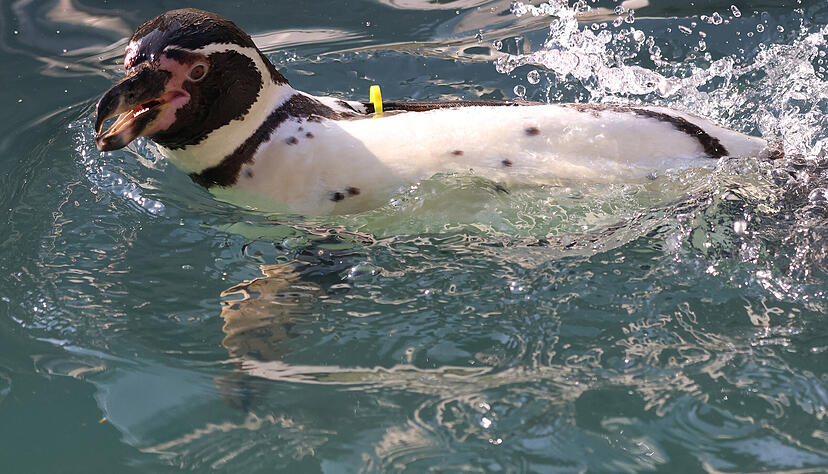 An Humboldt-Pinguin im Karlsruher Zoo. (Archvilbild)