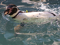 An Humboldt-Pinguin im Karlsruher Zoo. (Archvilbild)