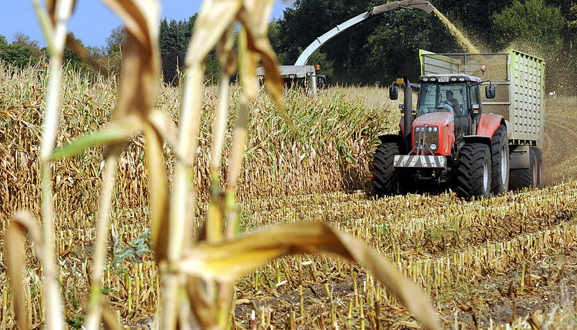 Massive Einbußen sind bei der Maisernte zu befürchten. Foto: dpa