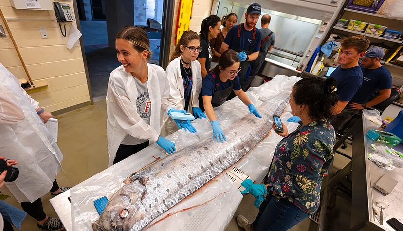 Forschende in Kalifornien haben Proben der angespülten Riemenfische genommen und erhoffen sich neue Erkenntnisse. Forschende in Kalifornien haben Proben der angespülten Riemenfische genommen und erhoffen sich neue Erkenntnisse.