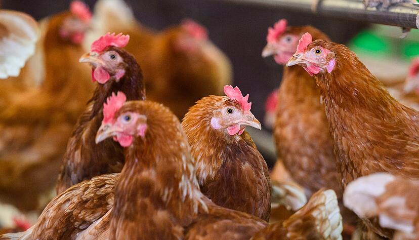 In dem betroffenen Bestand mussten rund 15 000 Stück Geflügel getötet werden.(Illustration) In dem betroffenen Bestand mussten rund 15 000 Stück Geflügel getötet werden.(Illustration)