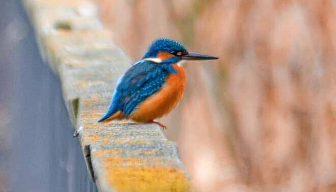 Am Ufersteg im Heilbronner Neckarbogen und rund um die Experimenta am Altneckar sind immer wieder Eisvögel zu sehen – Tanja Blind hat sie abgelichtet. Foto: meine.stimme-Heimatreporterin Tanja Blind Am Ufersteg im Heilbronner Neckarbogen und rund um die Experimenta am Altneckar sind immer wieder Eisvögel zu sehen – Tanja Blind hat sie abgelichtet. Foto: meine.stimme-Heimatreporterin Tanja Blind