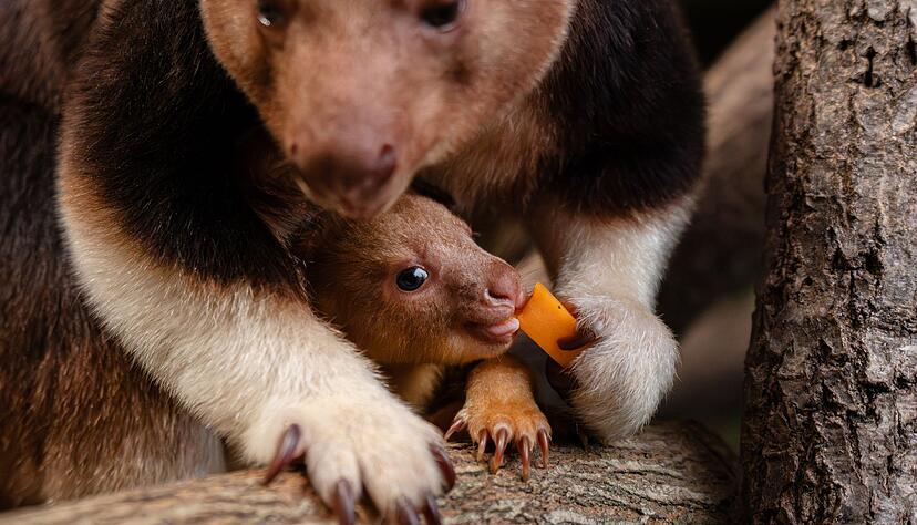 Ein seltenes Baumk&auml;nguru-Baby macht gerade seine ersten Erfahrungen mit der Au&szlig;enwelt.
