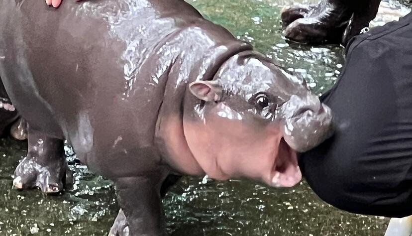 Die expressive Mimik des Hippo-M&auml;dchens ging schnell viral.