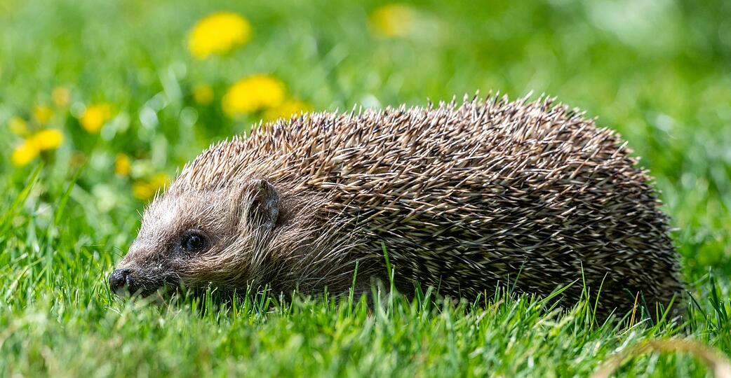 Ein Tier kauert am Boden, bewegt sich nicht: Ist das normal oder braucht es Hilfe? Eine App soll helfen.