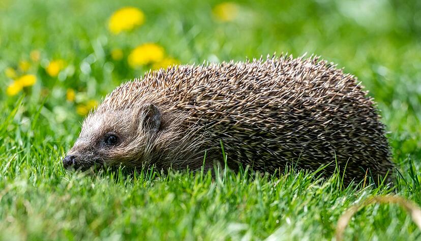 Ein Tier kauert am Boden, bewegt sich nicht: Ist das normal oder braucht es Hilfe? Eine App soll helfen.