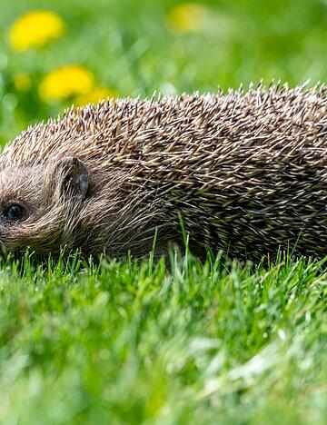 Ein Tier kauert am Boden, bewegt sich nicht: Ist das normal oder braucht es Hilfe? Eine App soll helfen.