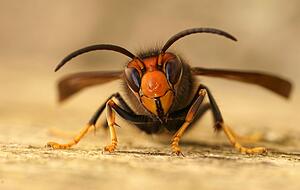 Asiatische Hornissen werden für uns in Baden-Württemberg immer mehr zur Bedrohung.