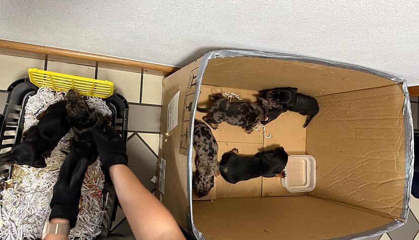 Sechs Hundewelpen sind in &Ouml;hringen ausgesetzt worden.