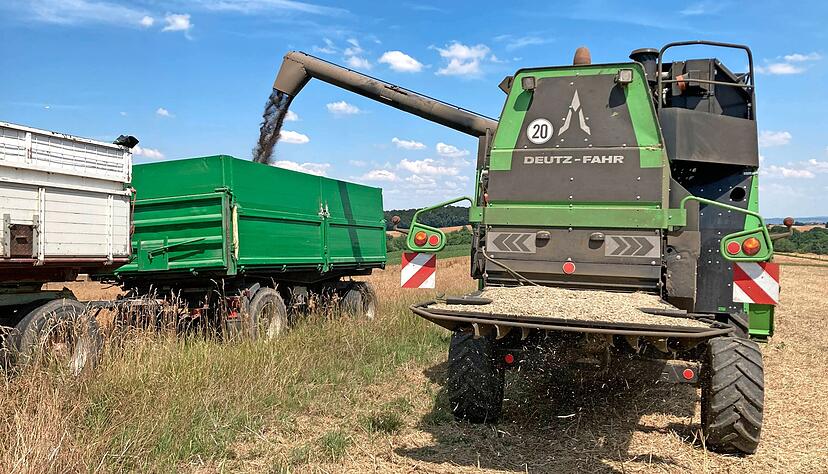 Rund drei Tonnen Raps werden pro Ladung mit Hilfe des Korntankrohrs abgebunkert.