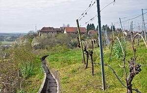 Blick aus den Weinbergen Richtung Klingenberger Schloss. Blick aus den Weinbergen Richtung Klingenberger Schloss.