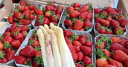 Während die Erdbeeren etwas unter dem kalten und feuchten Wetter der letzten Wochen gelitten haben, kam der Spargel gut damit zurecht.
Foto: Tscherwitschke Während die Erdbeeren etwas unter dem kalten und feuchten Wetter der letzten Wochen gelitten haben, kam der Spargel gut damit zurecht.
Foto: Tscherwitschke