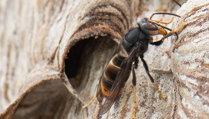 Die Asiatische Hornisse vertilgt eine Vielzahl von Insektenarten. (Archivbild)
