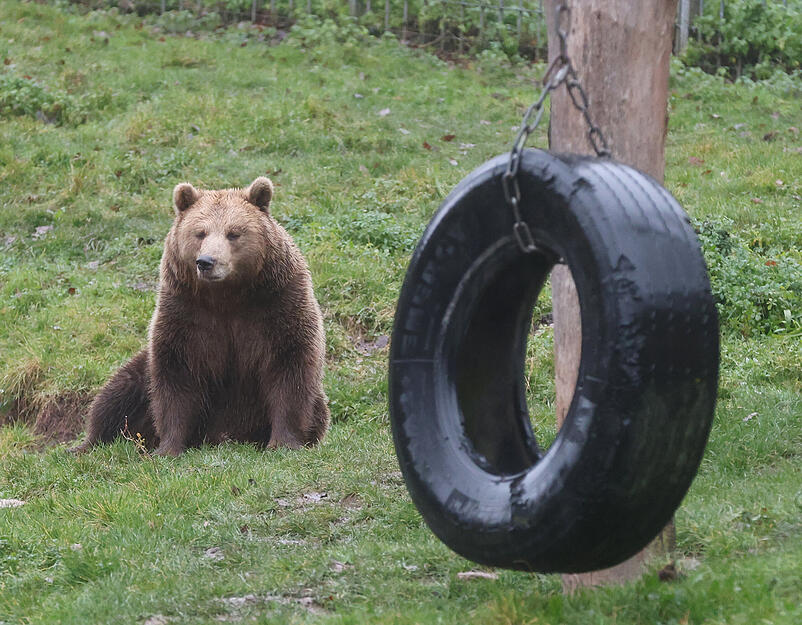 Im Wildparadies gibt es neben dem Winterzauber auch Bären zu bestaunen.