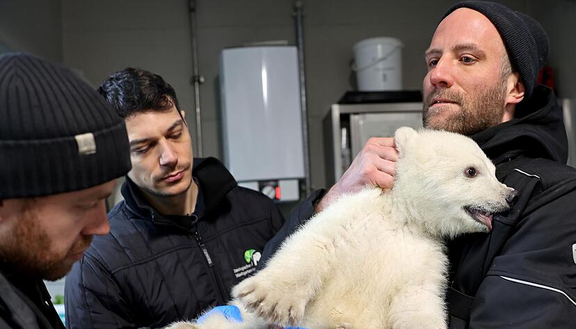 Einen Namen hat das Tier bisher nicht. Details zur Namenssuche soll es bald geben. Einen Namen hat das Tier bisher nicht. Details zur Namenssuche soll es bald geben.