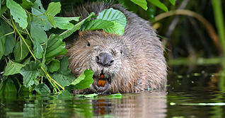 Biber sollen in Baden-W&uuml;rttemberg einfacher vergr&auml;mt oder sogar get&ouml;tet werden k&ouml;nnen.