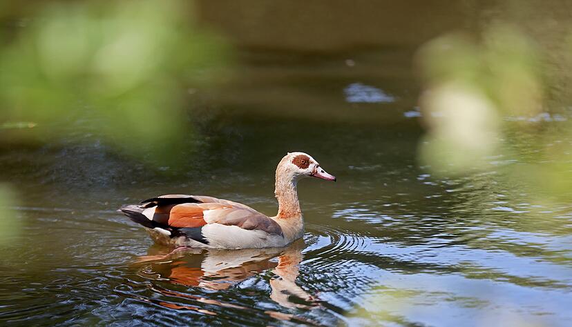 Eine Nilgans zieht ihre Kreise im Heilbronner Pfühlsee. Inzwischen geht die Stadt gegen die wachsende Nilganspopulation vor.