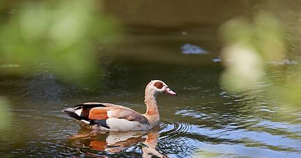 Eine Nilgans zieht ihre Kreise im Heilbronner Pfühlsee. Inzwischen geht die Stadt gegen die wachsende Nilganspopulation vor.
Foto: Ralf Seidel