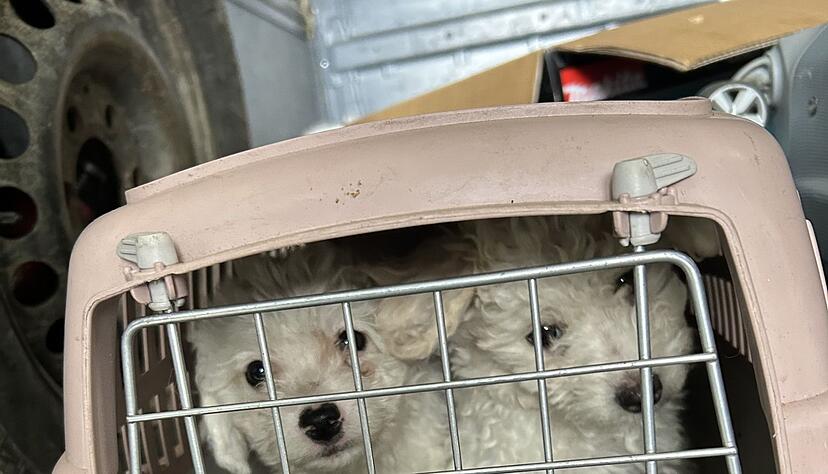 Die Tiere steckten in viel zu kleinen Boxen.