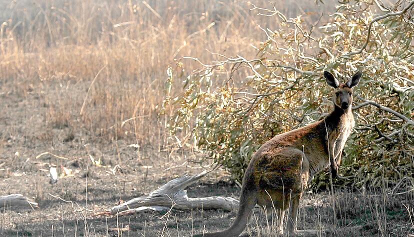 Kängurus sind ein beliebtes Fotomotiv - sie können aber auch sehr aggressiv werden. (Symbolbild) Kängurus sind ein beliebtes Fotomotiv - sie können aber auch sehr aggressiv werden. (Symbolbild)