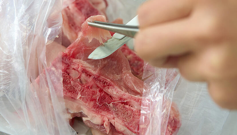 Ein Lebensmittelpr&uuml;fer (Symbolfoto) bereitet ein St&uuml;ck Fleisch f&uuml;r eine mikrobiologische Untersuchung vor. (Symbolbild)