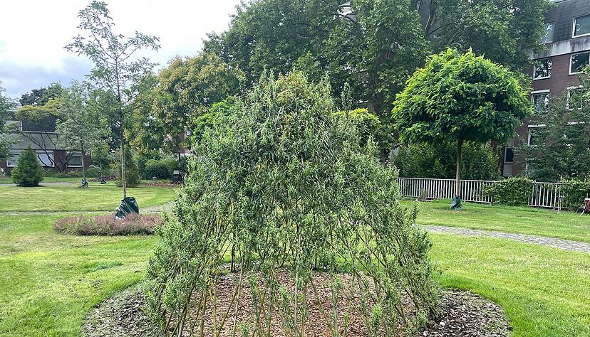 Das lebendige Weidentipi wächst und bietet Kindern einen grünen Rückzugsort im Garten.