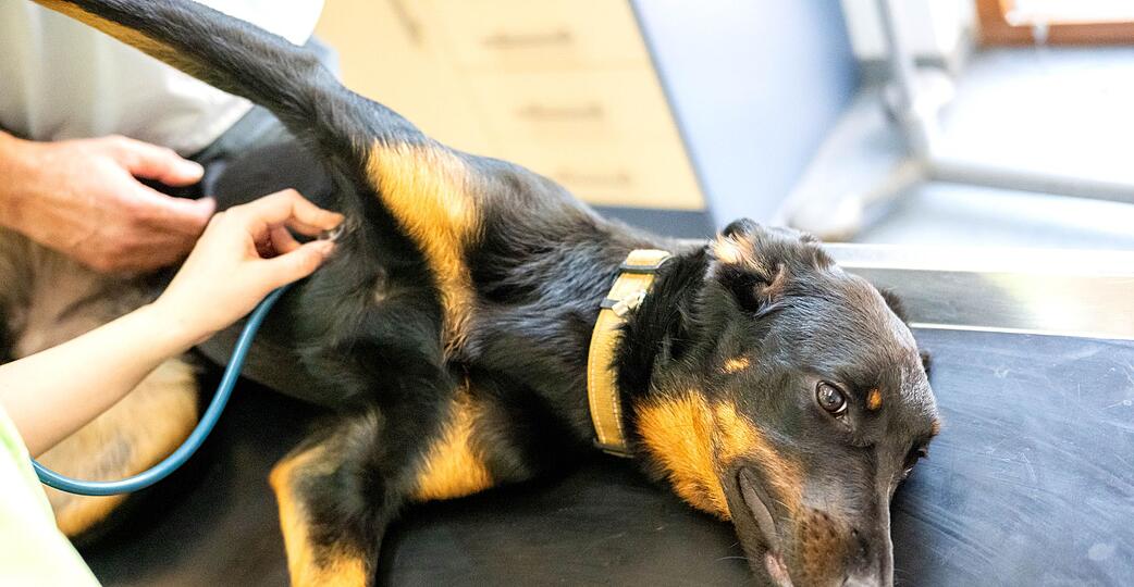 Auch Tiere können Blut spenden. (Symbolbild) Auch Tiere können Blut spenden. (Symbolbild)