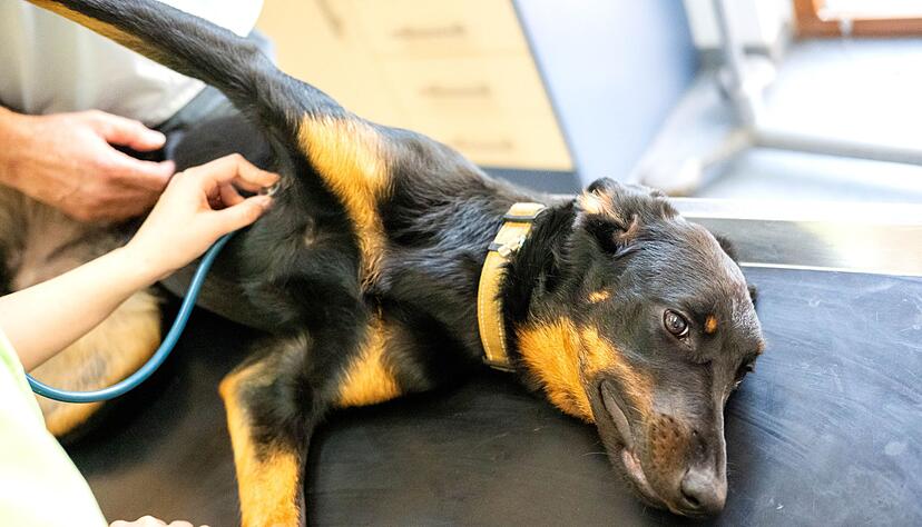 Auch Tiere k&ouml;nnen Blut spenden. (Symbolbild)