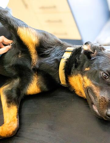 Auch Tiere können Blut spenden. (Symbolbild) Auch Tiere können Blut spenden. (Symbolbild)