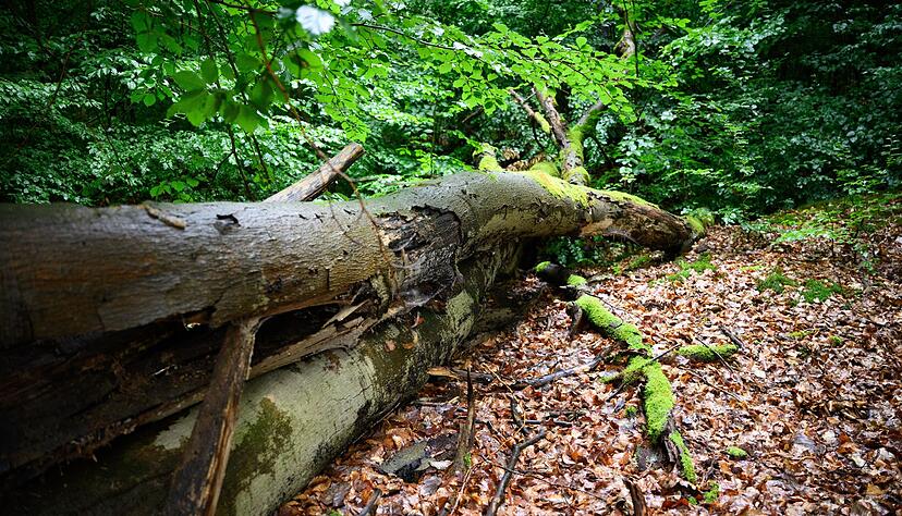 Wenn der deutsche Wald besser mit D&uuml;rre und steigenden Temperaturen zurechtkommt, kann er mehr CO2 speichern - was gut ist f&uuml;r das Klima. (Archivbild)