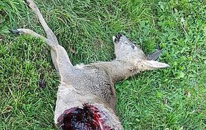 Dieses Reh wurde vergangene Woche im Wald bei Kochersteinsfeld gefunden. Foto: privat