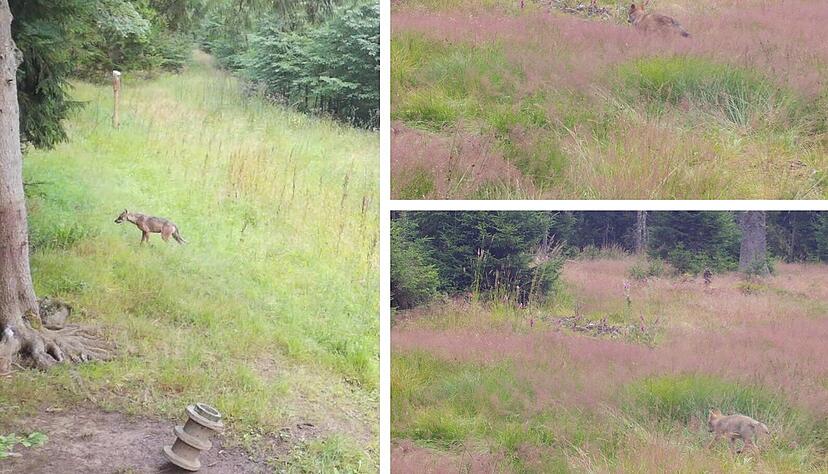 Der Welpe war im Sommer durch eine Fotofalle nachgewiesen worden. Der Welpe war im Sommer durch eine Fotofalle nachgewiesen worden.