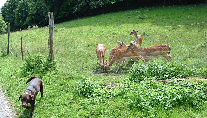 Der Hund der Familie Ries-M&uuml;ller/Bauer w&uuml;rde das Damwild jagen, w&auml;re der Zaun nicht dazwischen. F&uuml;r ihn ist das F&uuml;nfm&uuml;hlental eine einzige Spielwiese.