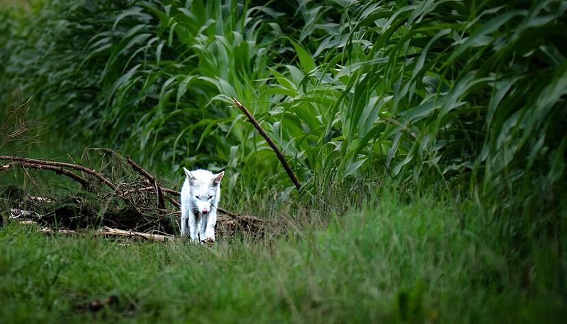 Das Fell des Fuchses war nicht flauschig genug f&uuml;r einen Polarfuchs.