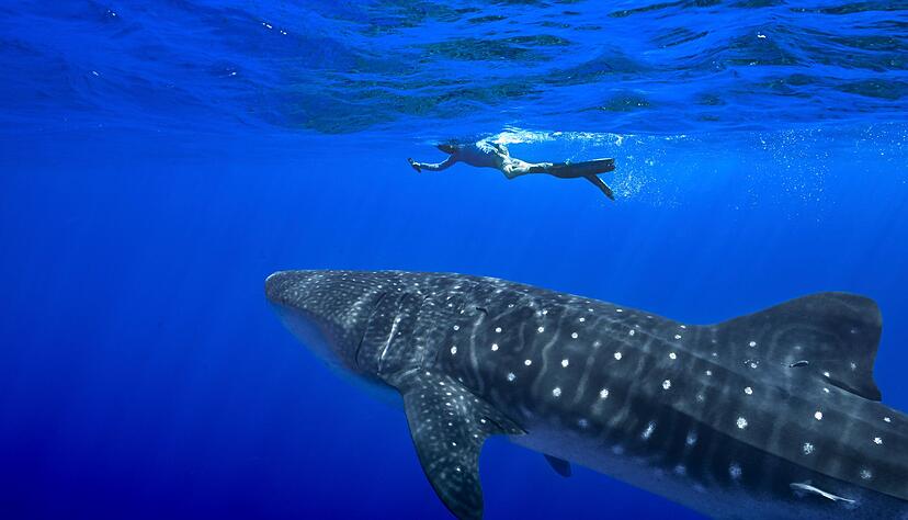 Unter anderem für den Wahlhai beschloss die Weltartenkonferenz in Samarkand ein kommerzielles Handelsverbot. (Archivbild) Unter anderem für den Wahlhai beschloss die Weltartenkonferenz in Samarkand ein kommerzielles Handelsverbot. (Archivbild)