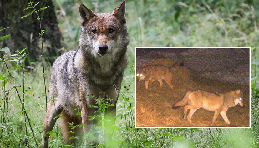 Ein Wolf aus einem Tiergehege und zwei Exemplare, die in Baden-Württemberg von einer Fotofalle aufgenommen wurden. Im Schwarzwald haben sich Wölfe niedergelassen. Ein Wolf aus einem Tiergehege und zwei Exemplare, die in Baden-Württemberg von einer Fotofalle aufgenommen wurden. Im Schwarzwald haben sich Wölfe niedergelassen.