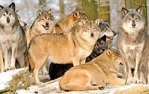 Foto: Wildpark Bad Mergentheim