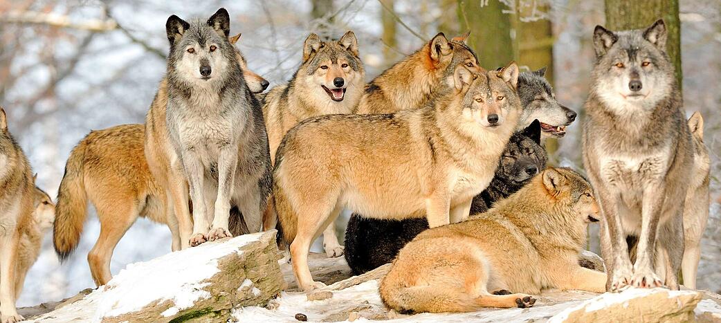 Foto: Wildpark Bad Mergentheim