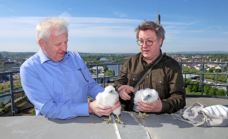Beringung der Wanderfalken auf den Getreidesilos der Firma Beweka in Heilbronn.