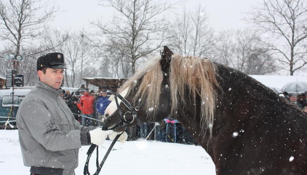 Pferdemarkt &Ouml;hringen | 16.02.